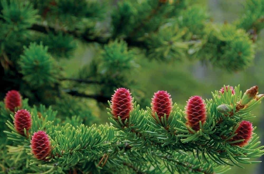 T&aacute;c dụng của tinh dầu th&ocirc;ng đỏ đối với bệnh nh&acirc;n ung thư - Tokyo Res 1000